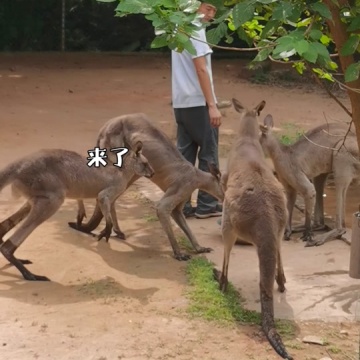 南京红山森林动物园