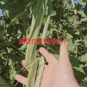 摘豆角