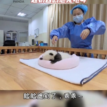 大熊猫福多多