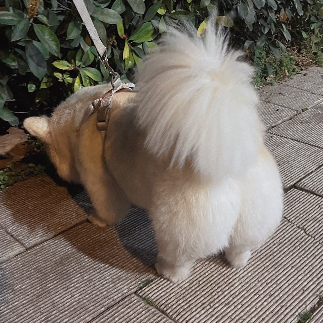 狗狗大联盟 群聊头像