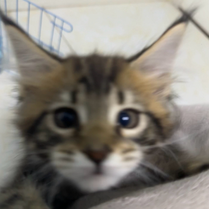 猫猫神教 群聊头像
