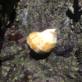 日照赶海分享 群聊头像