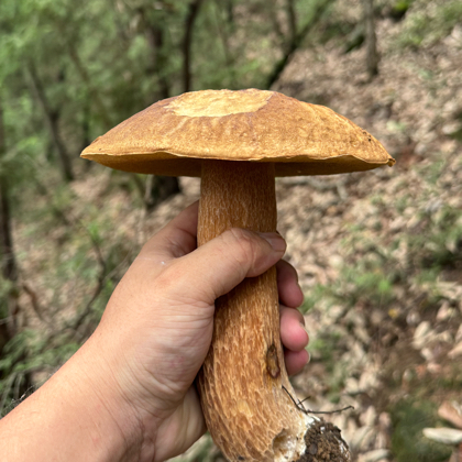 绵阳周边捡菌子粉丝1群 群聊头像