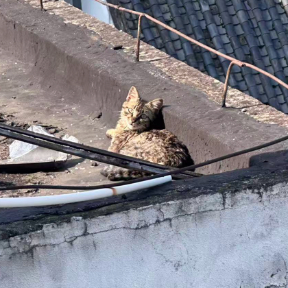 救助猫猫 群聊头像