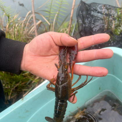 户外野钓🦞🦞🦞 群聊头像