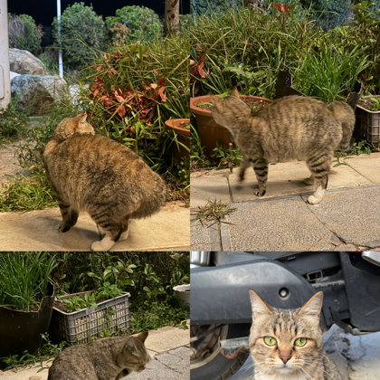大肚子狸花猫救助 群聊头像