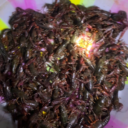 抓龙虾大队 群聊头像