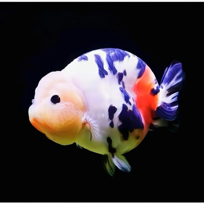 水族爱好者交流群3 群聊头像