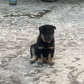 田园犬交流群 群聊头像