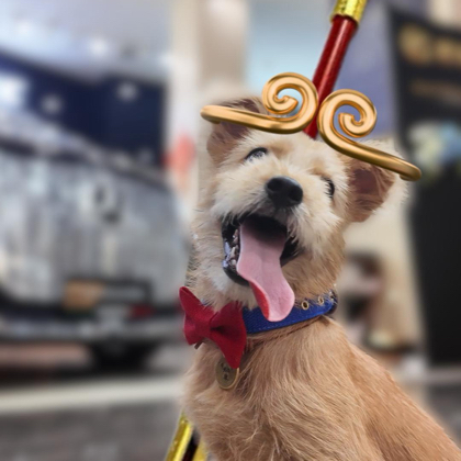 爱狗🐶爱车🚗 群聊头像
