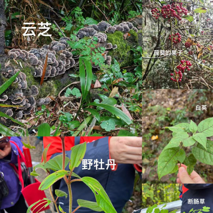 重庆爬山/识草2群 群聊头像