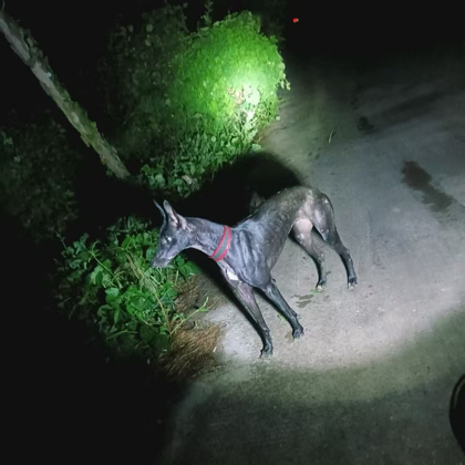 猎犬交流群 群聊头像
