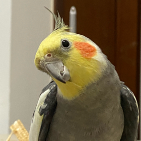 啄物志鹦鹉玩具对对碰粉丝群🐦 群聊头像
