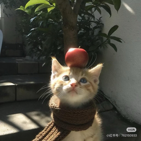 小狼小窝1️⃣ 群聊头像