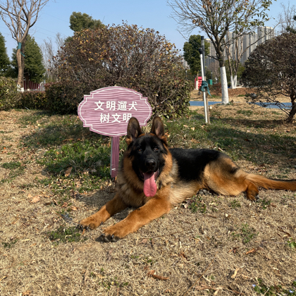 德牧饲养交流群 群聊头像