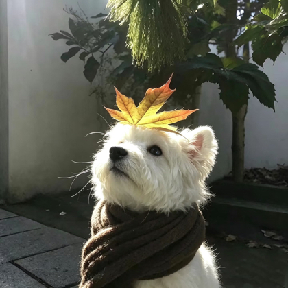 爱心ᥫ᭡救助群 群聊头像