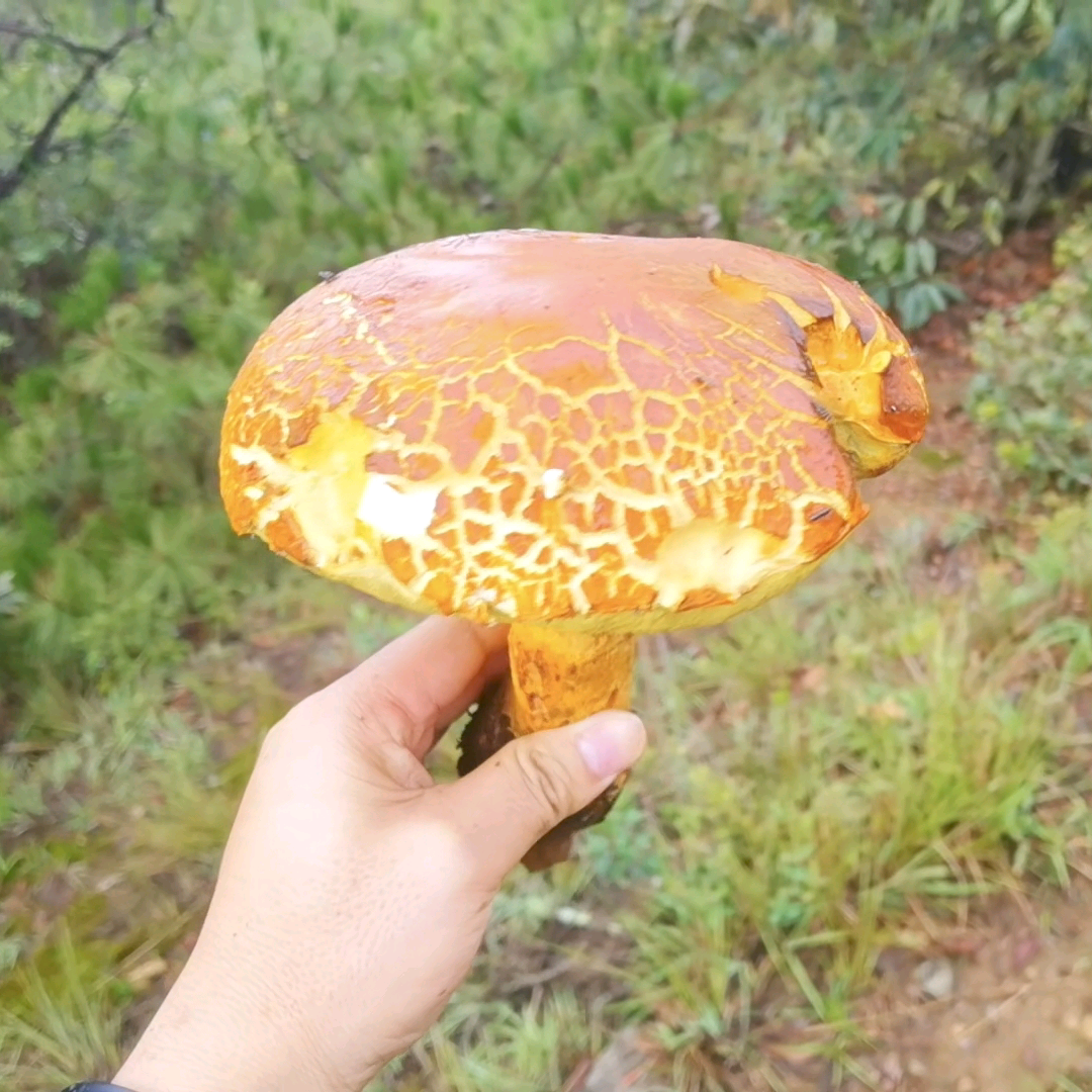 昆明周边捡菌路线交流群 群聊头像