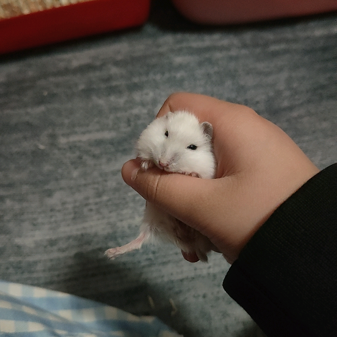 仓鼠区 群聊头像