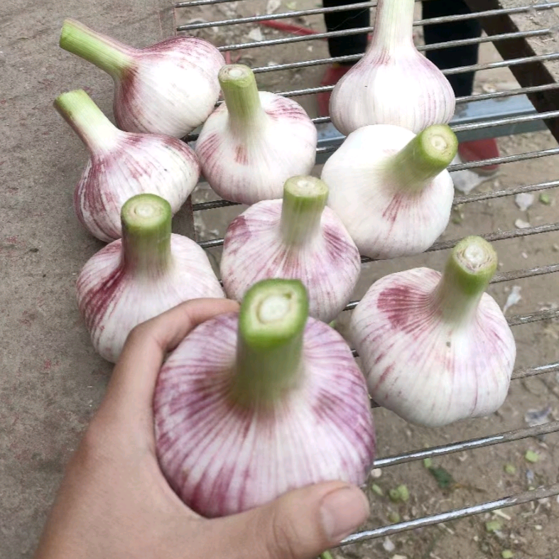 张小5黄庄大蒜交流群 群聊头像