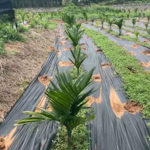 槟榔种植交流群 群聊头像