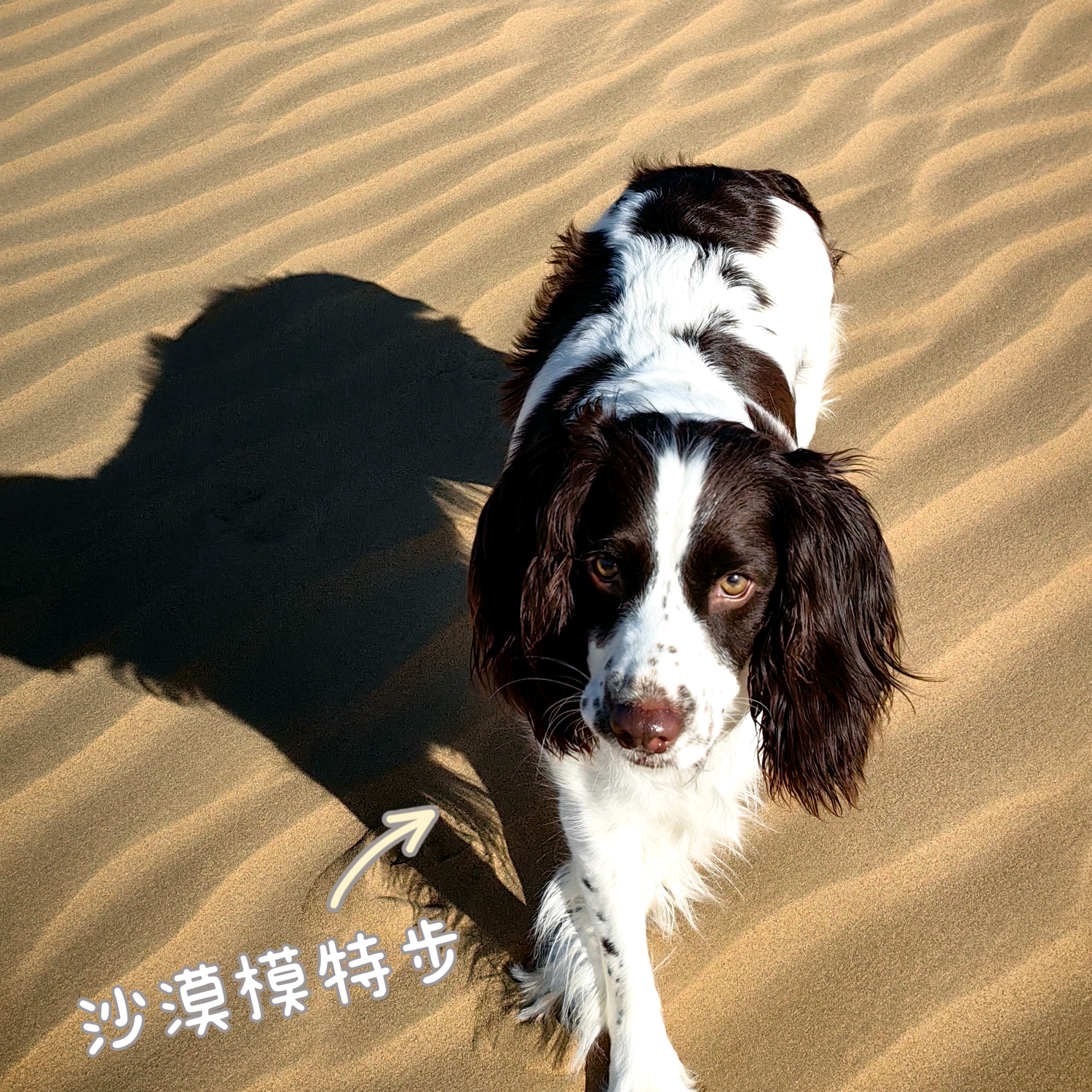 饺子朋友圈 群聊头像