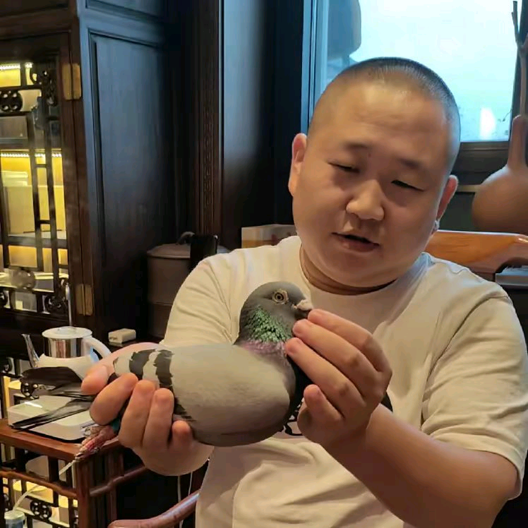 赛鸽交流中心 群聊头像