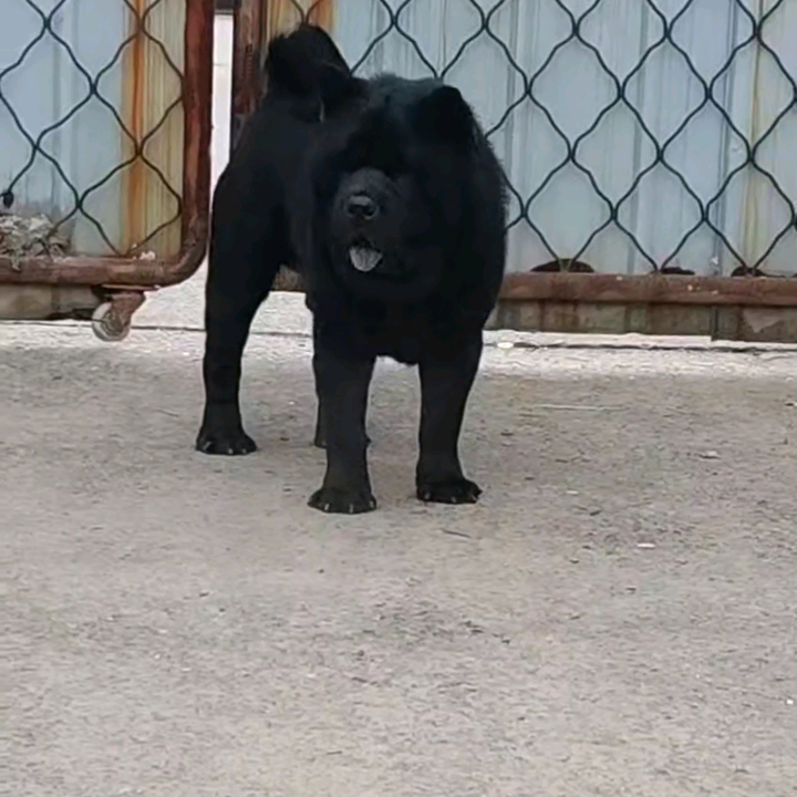 萌犬俱乐部信息群 群聊头像