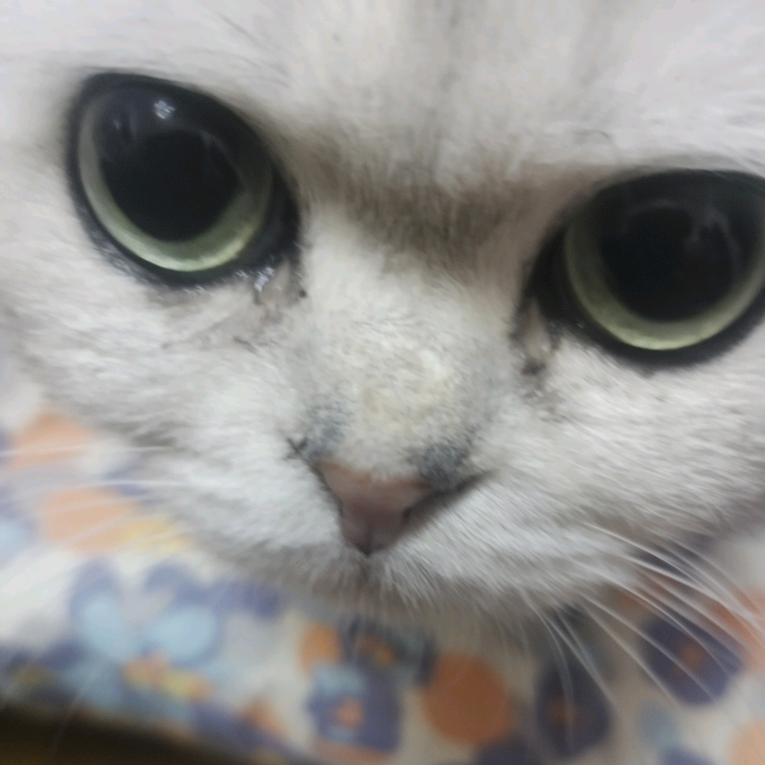 小猫点点赞！ 群聊头像