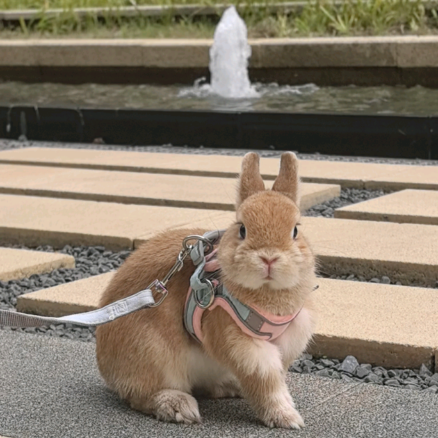 🐰兔成长见证团1群 群聊头像