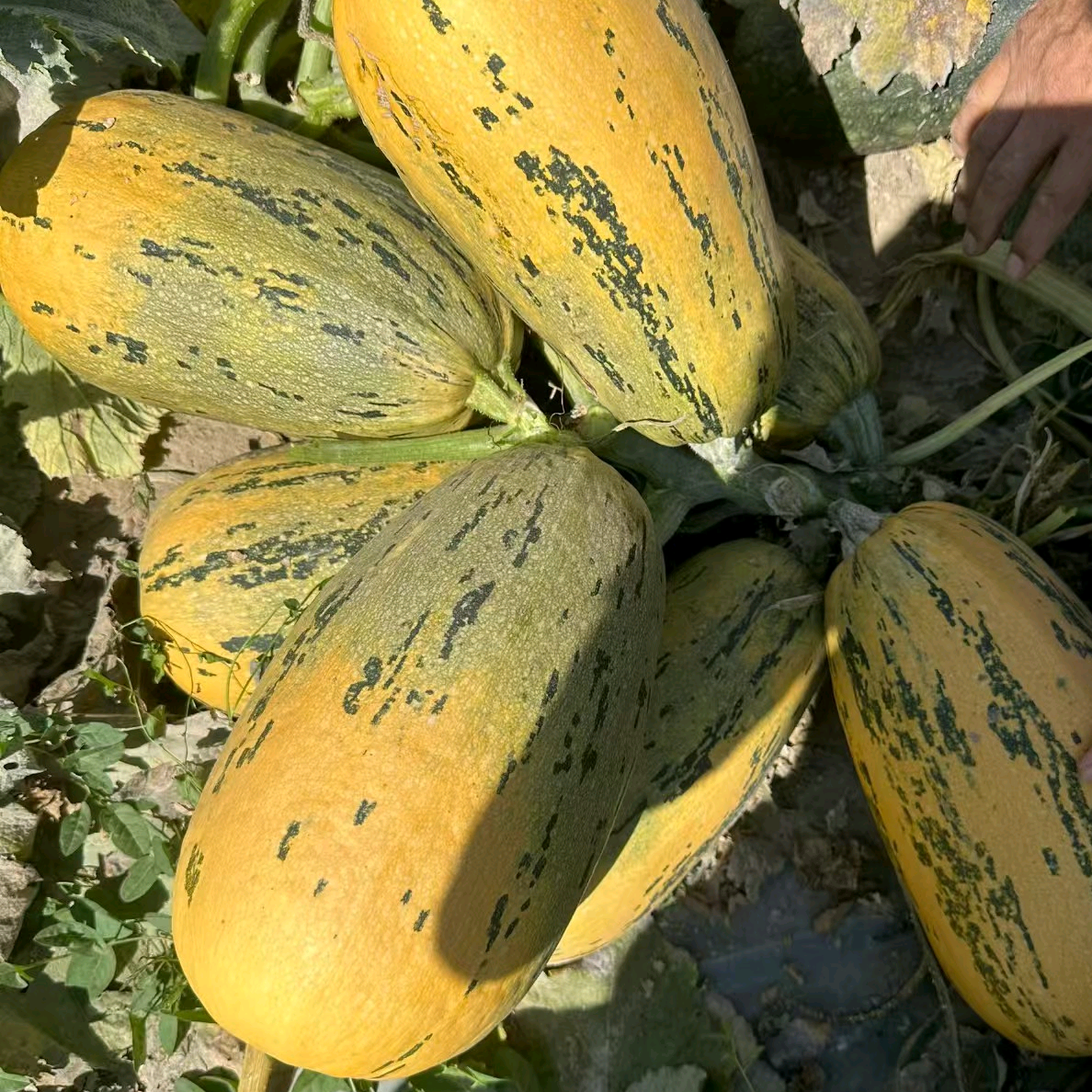 葫芦种植交流群VIP①群 群聊头像