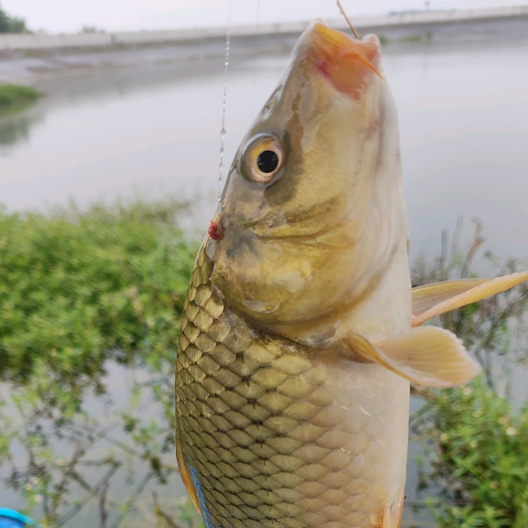野钓共享群二 群聊头像