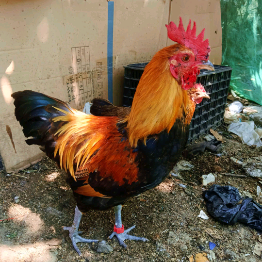 牧鸽🏄‍♀️农场🦜 群聊头像