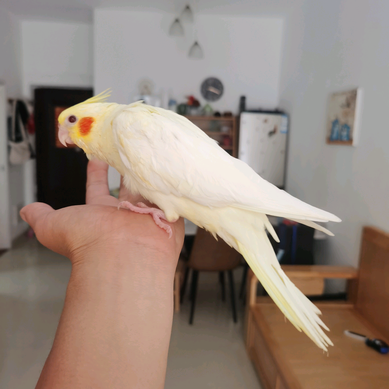 惠州鸟鸟群 群聊头像