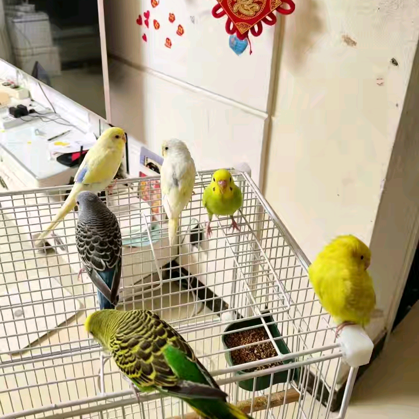 小鸟群 群聊头像