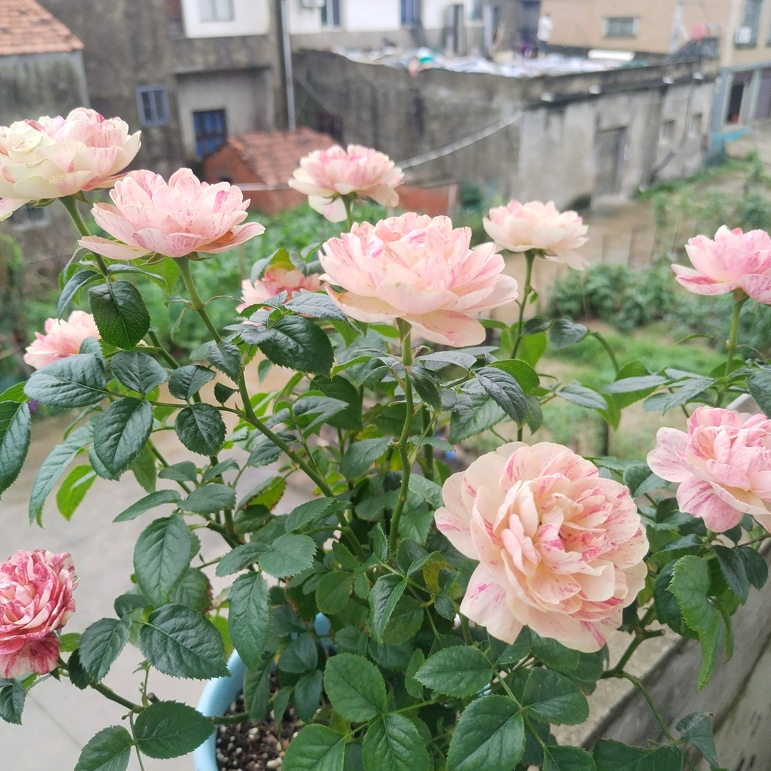 花友2群 群聊头像