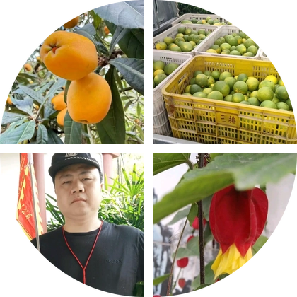 全国橘子品种互换交流群 群聊头像