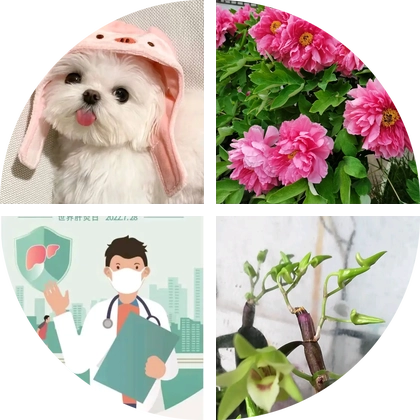 蝴蝶兰养护交流群 群聊头像