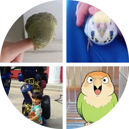 鹦鹉群 群聊头像