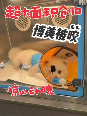 10月14中午遇见被撞的白色小柴犬,当时狗已经被好心人放在一个垫子上了,发现时不能动弹,一碰就发出痛苦的叫声,通过与附近邻居的了解小狗应该是半夜的时候被车撞了,和好心邻居沟通决定把小狗送到医院救治,到医院做了各种检查,医生诊断小狗腰椎骨折伤害到神经,可能会后肢瘫痪。肝衰竭,气胸,膀胱里面有血,经过三天的治疗内脏损伤有所好转,但小狗无法自主排便排尿,后肢无法自主站立行走,后期几位救助人通过联系其他宠物医院分析小狗病情,决定到大医院治疗给狗子手术,当时我们考虑的第一点就是希望狗子能活下来,和宠物医生沟通,如果不给小狗手术,一旦脊柱神经感染,小狗就会有生命危险#正能量 #毛孩子 #宠物救助 #关爱流浪动物